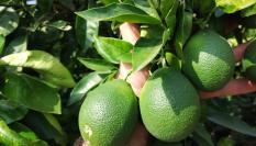 Naranjas que parecen limones: esta 'malformación' se conoce como fisiopatía.