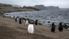 Un grupo de pingüinos en la Antártida.