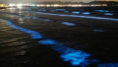 Gracias al fenómeno de la bioluminiscencia, las playas de noche se vuelven lugares mágicos.