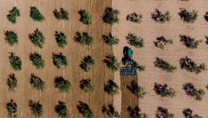 Un agricultor prepara el terreno para el cultivo en un olivar.