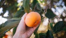 Un agricultor recoge un caqui de un árbol.