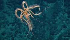 Captura del vídero de la estrella de plumas captada por el barco de investigación E/V Nautilus.