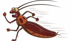 ¿Hay una fórmula mágica para acabar con las cucarachas en casa?