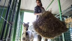 Imagen de archivo de una ganadera llevando una cama de paja a sus animales.