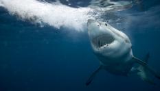 Un tiburón blanco en pleno proceso de rehidratación.