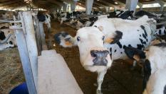 Una vaca de leche se acerca a la cámara en una granja de Lugo.