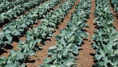 Campo de coliflor en Granada.