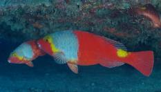 Dos ejemplares de pez loro, conocido también como La Vieja ('Sparisoma cretense'). Foto tomada en Pasito Blanco, Arguineguín.