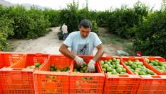 Dos jornaleros trabajan en la campaña de verano en el campo murciano en 2021.