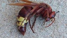 Avispa asiática encontrada en Jaén.