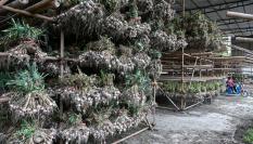 Imagen de archivo de una producción de ajo chino en Chengdu, en la provincia de Sichuan.