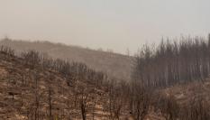 Paisaje tras el incendio que ha arrasado amplias zonas de Alexandroupoli, al norte de Grecia, el 22 de agosto de 2023.