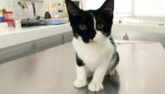 Uno de los gatos rescatados por el Servicio de Protección Animal y Control de las Zoonosis de Murcia