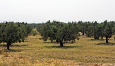 Vista de un olivar en Túnez.