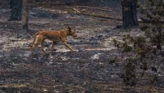 El bosque de Las Raíces, hoy martes en el municipio de El Rosario, quemado por el incendio forestal que afecta a la isla de Tenerife.