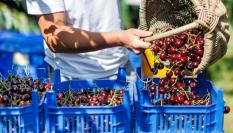 Un agricultor vacía una cesta llena de cerezas durante la cosecha de este año.