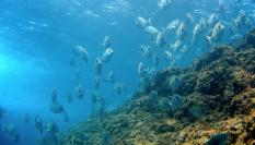 Sargos nadando entre las rocas en la Costa Brava catalana.