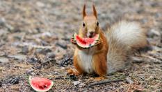 Imagen de archivo de una ardilla comiendo sandía.