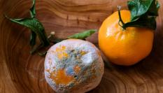 Imagen de archivo de una naranja mohosa y otra en buenas condiciones.