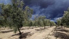 Nubes negras sobre un olivar andaluz