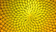 Imagen de archivo del cultivo en cuestión.