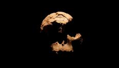 Cráneo del Homo Antecessor localizado en las excavaciones de Atapuerca.