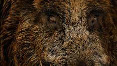 Imagen de archivo de un jabalí.