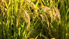 Imagen de archivo de un arrozal.