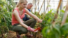 Imagen de archivo de recogida de tomates.