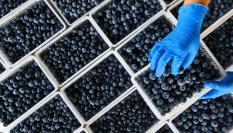 Imagen de archivo de arándanos.