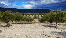 Imagen de archivo de un olivar en Uleila del Campo, Almería (Andalucía).