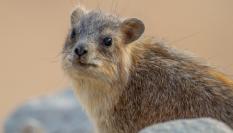 Un ejemplar de damán roquero (Procavia capensis)