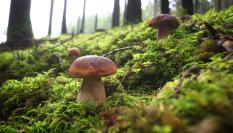 Setas: Ejemplares de Boletus edulis en un entorno natural.