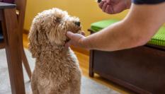 Un perro es tratado por su dueño de una dolencia en una imagen de archivo.