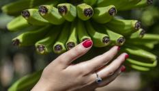 Un racimo de plátanos.