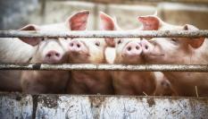 Cerdos en una granja porcina en una imagen de archivo.