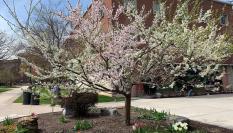 El árbol de las 40 frutas  en su ubicación original, la Universidad de Siracusa.