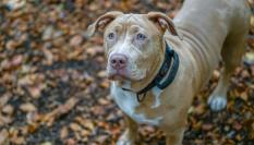Imagen de archivo de un perro de la raza american XL bully.