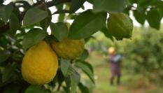 La cosecha de limón se adelanta este año en España.