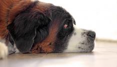 A la hora de elegir un perro mascota es importante tener en cuenta algunas de sus características de personalidad.