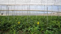 Interior de un invernadero en Almería.