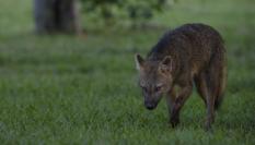 Un zorro cangrejero, también conocido como corro de bosque en la zona central de Sudamérica en una imagen de archivo.