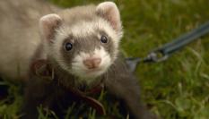 Un hurón doméstico en una imagen de stock.