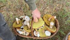 Recogida de setas en España.