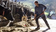 Un ganadero alimenta a sus vacas.