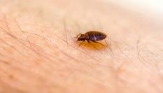 Imagen de archivo de una chinche.