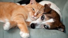 Un gato y un perro que se llevan bien.