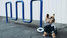 Un perro atado a la puerta de un establecimiento.