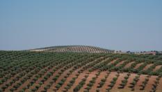 Olivares en Campo Mario, o Alentejo (Portugal).