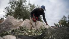 Recolección de aceitunas en Jaén.